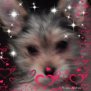 Meet your Posher, Bonnie